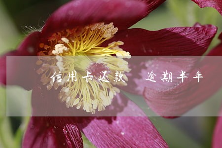 信用卡还款 逾期半年 信用卡还款 逾期半年